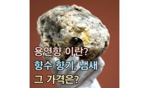 Read more about the article 용연향(ambergris)이란? 향수 향기 냄새! 그 가격은?