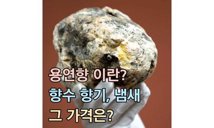 용연향-ambergris-이란-향수-향기-냄새-가격-썸네일