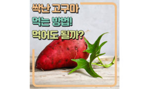 Read more about the article 싹난 고구마 먹는 법! 독성 때문에 먹어도 되나?