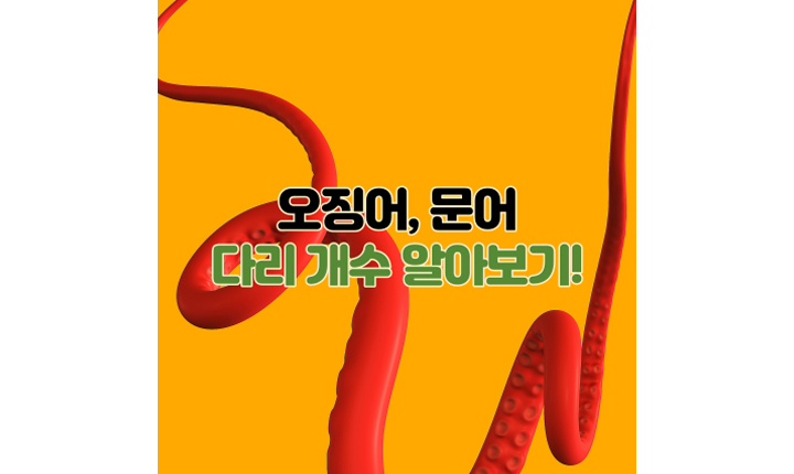 오징어-문어-다리개수-한치-쭈꾸미-썸네일