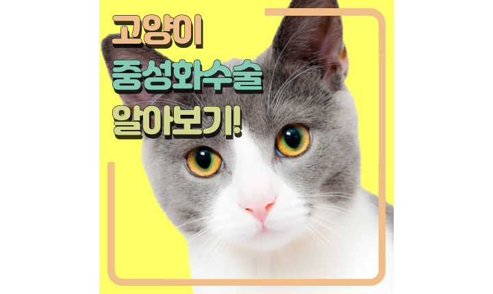 고양이-중성화-수술시기-비용-주의점-이유-썸네일